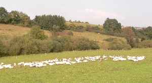 Die Weihnachtsgans G&auml;nseschar auf der Weide